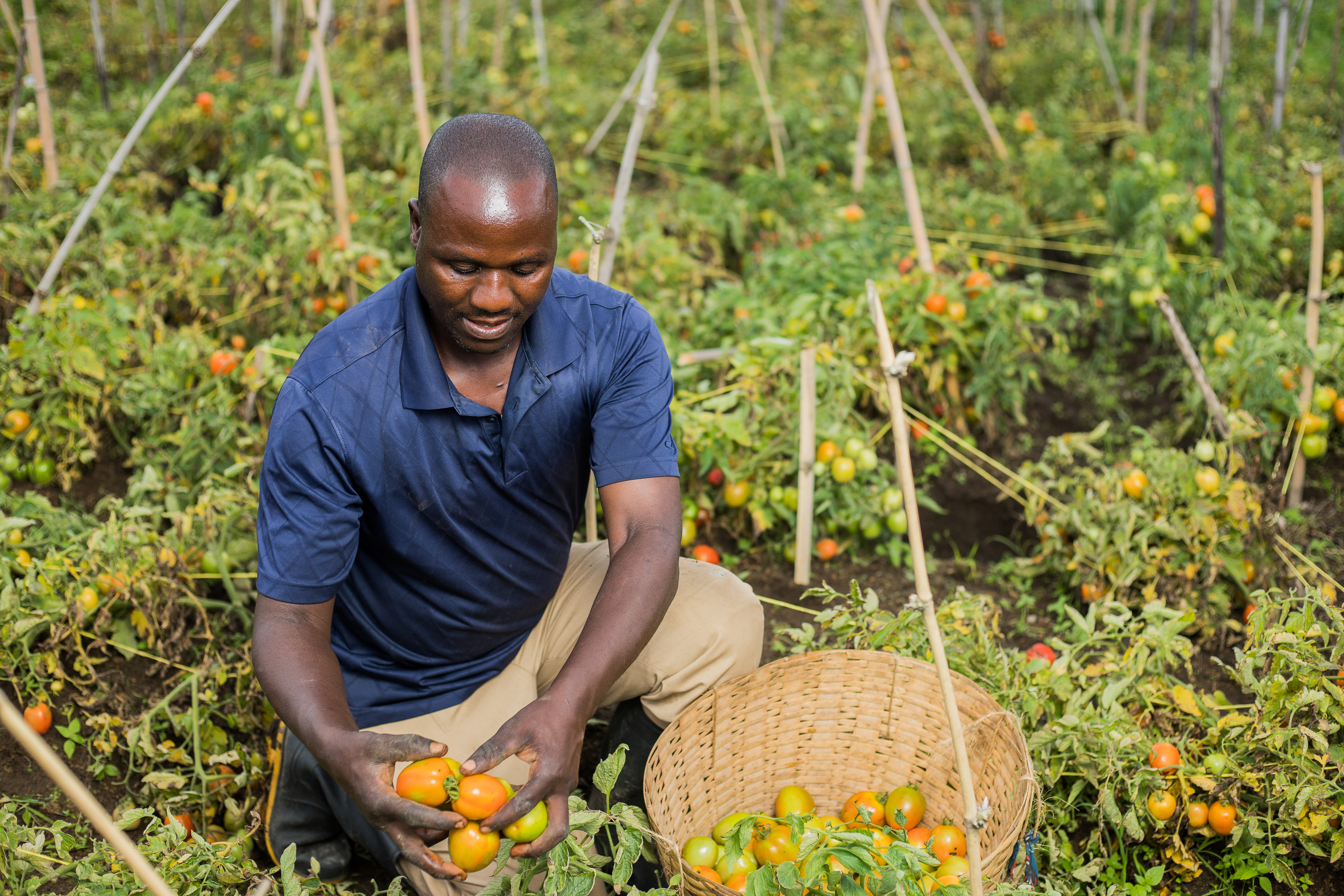 Farmer harvesting ripe tomatoes in a cultivated field